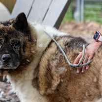 Thumbnail photo of Bear-Bear #4