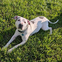 Thumbnail photo of Dottie #4