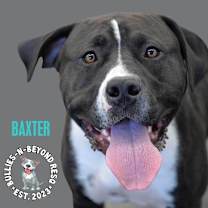 Thumbnail photo of Baxter #2