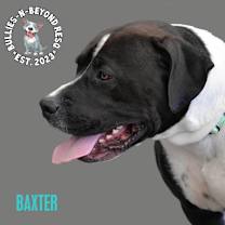 Thumbnail photo of Baxter #3