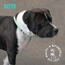 Thumbnail photo of Baxter #4