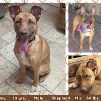 adopt-pet