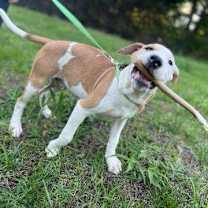 Thumbnail photo of Patch #1