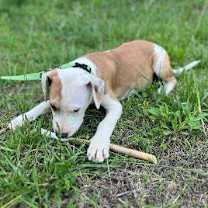 Thumbnail photo of Patch #2