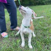 Thumbnail photo of Patch #3