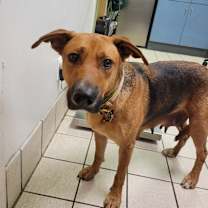 Thumbnail photo of Lizzy #2