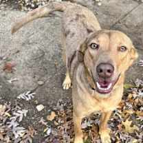 Thumbnail photo of Triple Threat THAD IN FOSTER! HOUSE TRAINED & CRATE TRAINED! #2