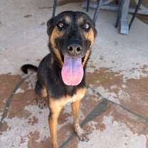 adopt-pet