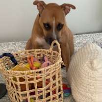 Thumbnail photo of Piper #1