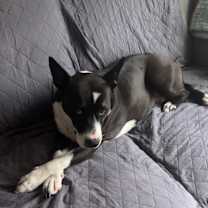 Thumbnail photo of Raya #3