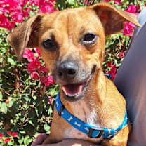 adopt-pet