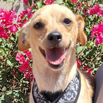 adopt-pet