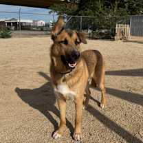 Thumbnail photo of Snuggly Porter #4