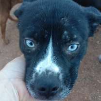 Thumbnail photo of Alder #3