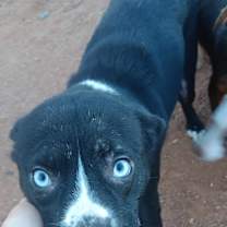 Thumbnail photo of Alder #2