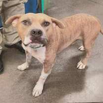 adopt-pet