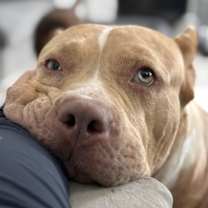 Thumbnail photo of Dalia #1