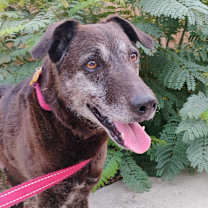 Thumbnail photo of Blackey VI #1