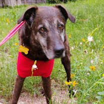 Thumbnail photo of Blackey VI #2