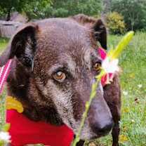 Thumbnail photo of Blackey VI #4