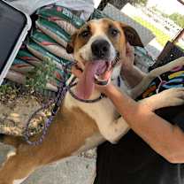 Thumbnail photo of Chopper #1