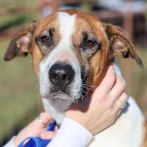 Thumbnail photo of Chopper #2