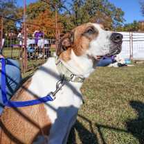 Thumbnail photo of Chopper #3