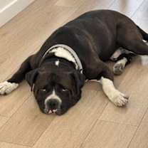 Thumbnail photo of Roy #3