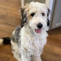 Thumbnail photo of Nala #1