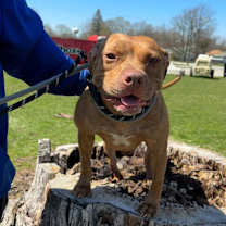 Thumbnail photo of Buttercup #3