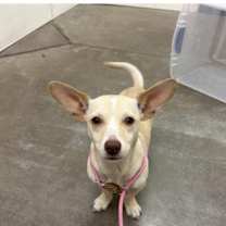adopt-pet
