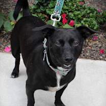 adopt-pet