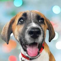 Thumbnail photo of Whiskey #1