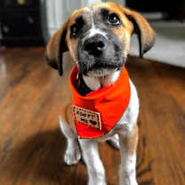 Thumbnail photo of Whiskey #2