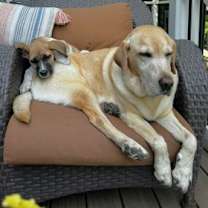 Thumbnail photo of Whiskey #4