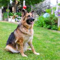 Thumbnail photo of Holly #2