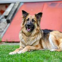 Thumbnail photo of Holly #4