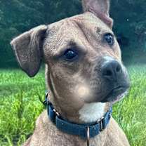 Thumbnail photo of HATTIE #1