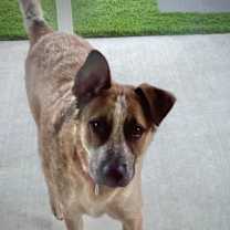 Thumbnail photo of URGENT - Handsome Koda #4