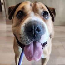 Thumbnail photo of Butterscotch #1