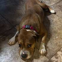 Thumbnail photo of Butterscotch #3