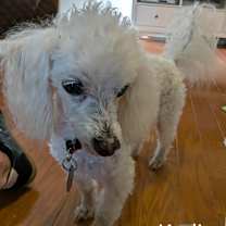 Thumbnail photo of Kodi #3