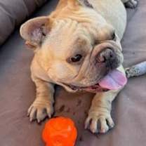 adopt-pet