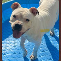 Thumbnail photo of Koda #1