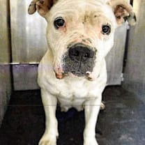 Thumbnail photo of Koda #2