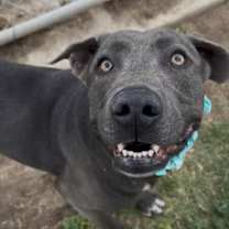 Thumbnail photo of Blueberry #3