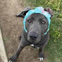 Thumbnail photo of Blueberry #4