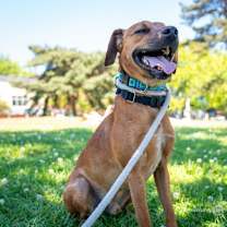 Thumbnail photo of Chico #4