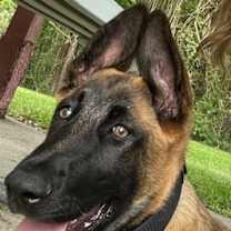 Thumbnail photo of Dezy- Located in Michigan #1