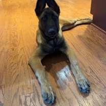 Thumbnail photo of Dezy- Located in Michigan #2